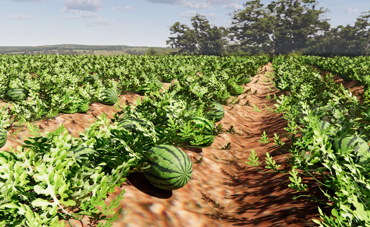 3D] What happened in the watermelon field..